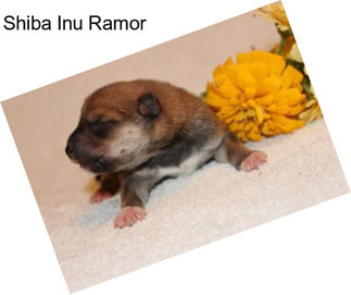 Shiba Inu Ramor