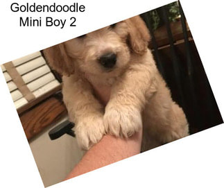 Goldendoodle Mini Boy 2