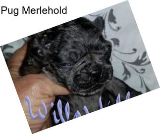 Pug Merlehold