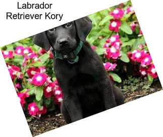 Labrador Retriever Kory