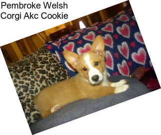 Pembroke Welsh Corgi Akc Cookie