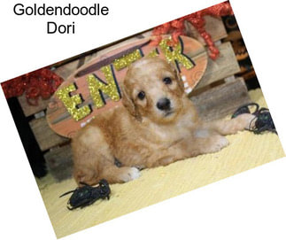 Goldendoodle Dori