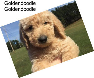 Goldendoodle Goldendoodle