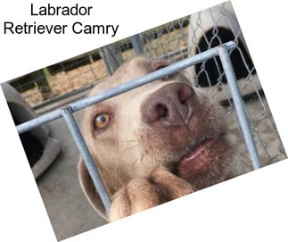 Labrador Retriever Camry