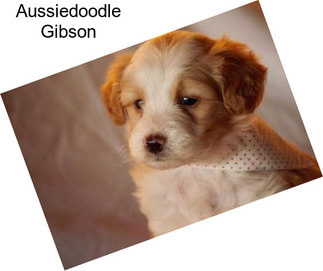 Aussiedoodle Gibson