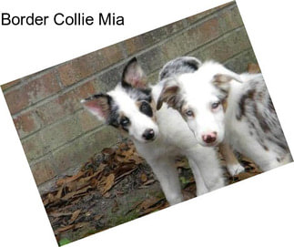 Border Collie Mia