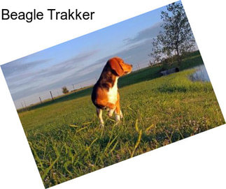 Beagle Trakker