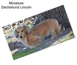 Miniature Dachshund Lincoln