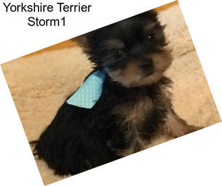 Yorkshire Terrier Storm1