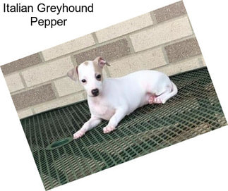 Italian Greyhound Pepper