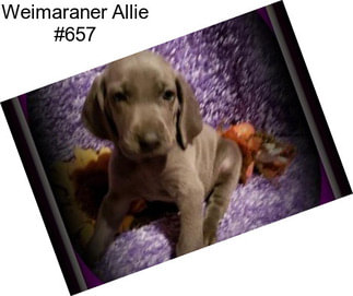 Weimaraner Allie #657