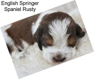 English Springer Spaniel Rusty