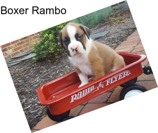 Boxer Rambo