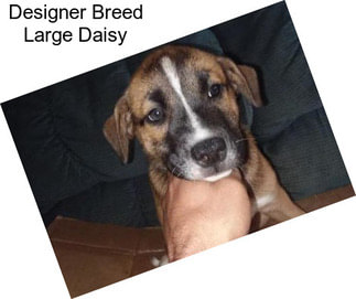 Designer Breed Large Daisy