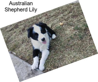 Australian Shepherd Lily