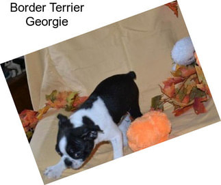 Border Terrier Georgie
