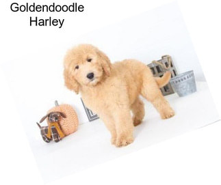 Goldendoodle Harley