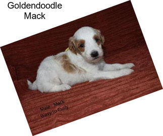 Goldendoodle Mack