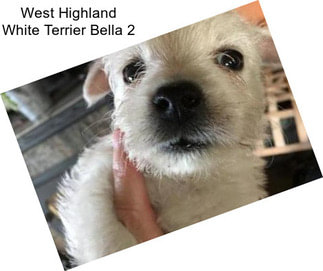 West Highland White Terrier Bella 2