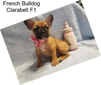 French Bulldog Clarabell F1