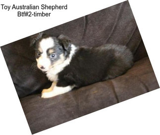 Toy Australian Shepherd Btf#2-timber