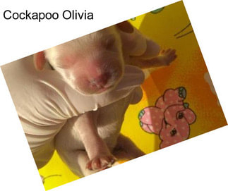 Cockapoo Olivia