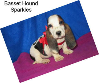 Basset Hound Sparkles