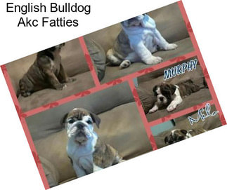 English Bulldog Akc Fatties
