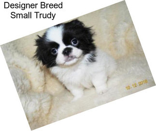 Designer Breed Small Trudy