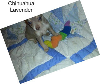 Chihuahua Lavender