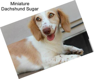 Miniature Dachshund Sugar