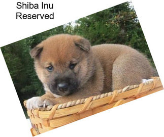 Shiba Inu Reserved