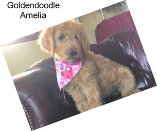 Goldendoodle Amelia