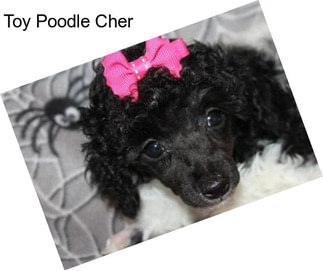 Toy Poodle Cher