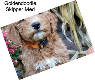 Goldendoodle Skipper Med