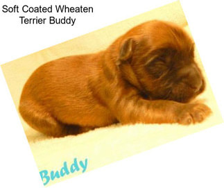 Soft Coated Wheaten Terrier Buddy