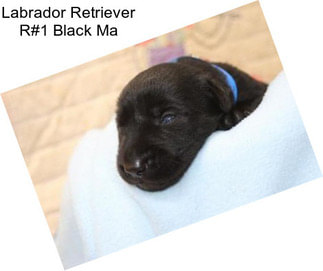 Labrador Retriever R#1 Black Ma