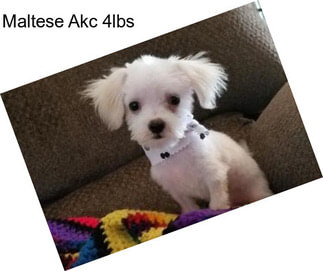 Maltese Akc 4lbs