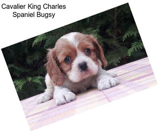 Cavalier King Charles Spaniel Bugsy