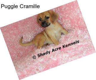 Puggle Cramille