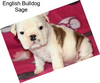 English Bulldog Sage