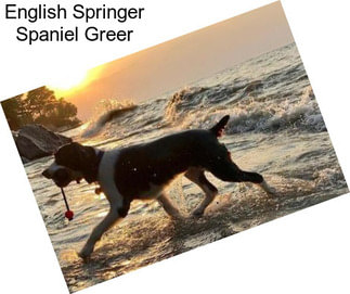 English Springer Spaniel Greer