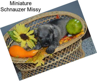 Miniature Schnauzer Missy