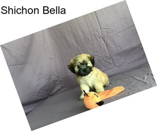 Shichon Bella