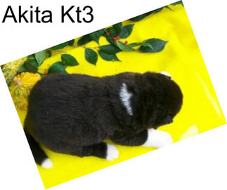 Akita Kt3