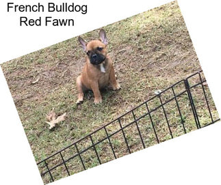 French Bulldog Red Fawn