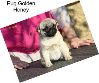 Pug Golden Honey