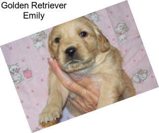 Golden Retriever Emily