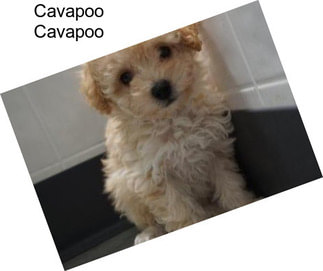 Cavapoo Cavapoo