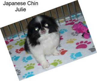 Japanese Chin Julie